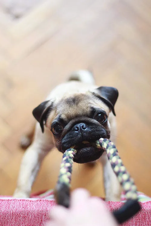 Dog